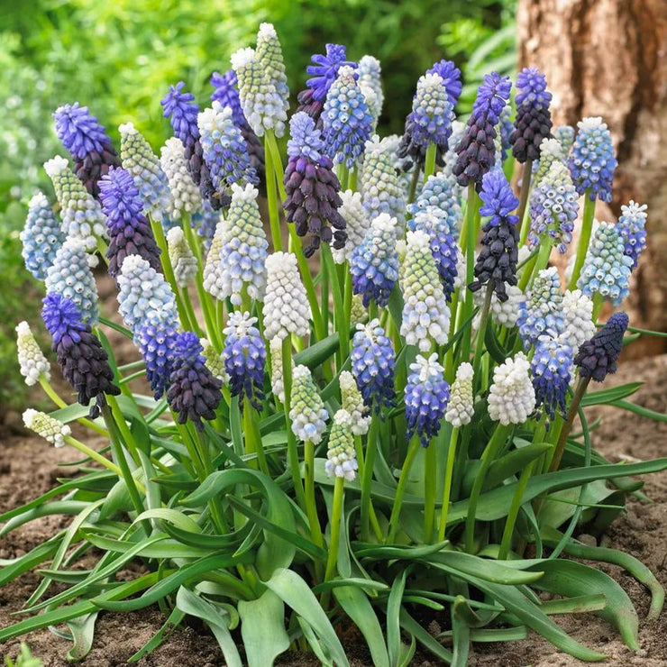 Mixed Muscari Cottage Blend