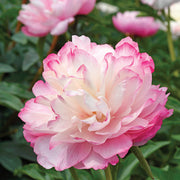 Large Double Paper Peony Flower Seeds