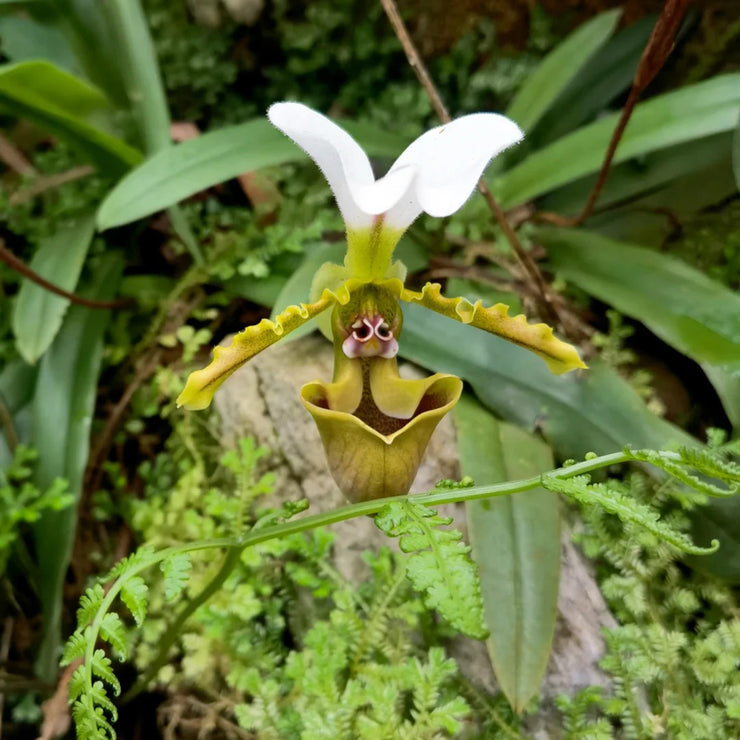 Spicer‘s Paphiopedilum Seeds