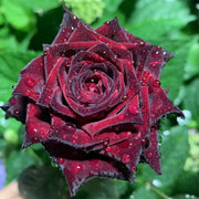 Black Buck rose