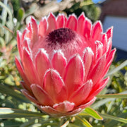 Protea cynaroides Seeds