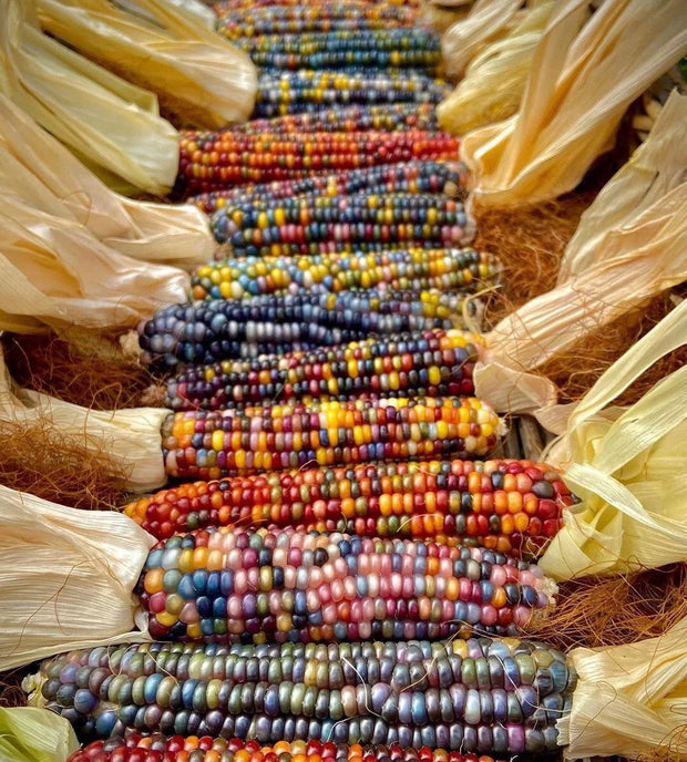 Painted Hill Sweet Corn Seeds