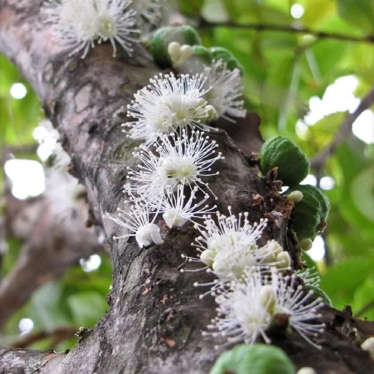 Jabuticaba Seeds