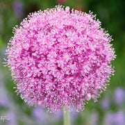 Pink Allium giganteum Twinkling Stars
