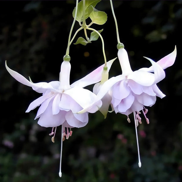 Fuchsia Hybrida Voss Seeds