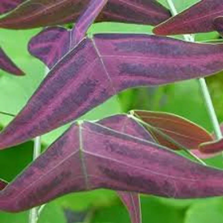 Organic Red Wing BUTTERFLY Plant Bat Wing Christia Vespertilionis Maripos