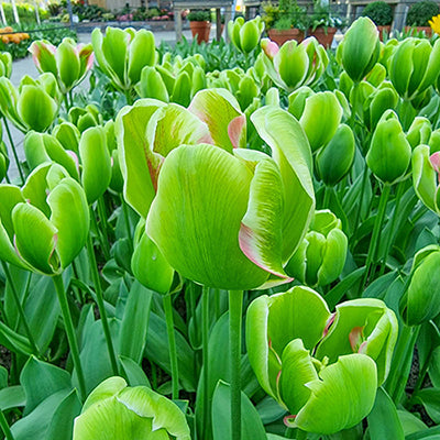 Triumph Tulip Green Power