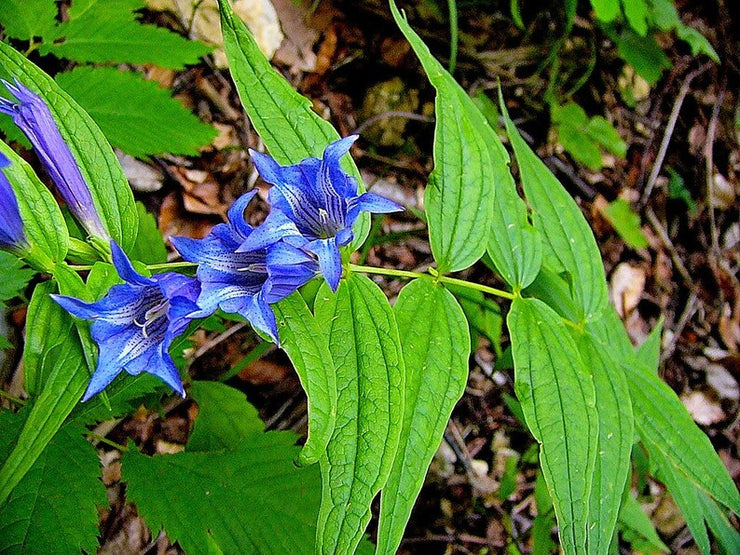 Gentiana Asclepiadea - Willow Gentian seed