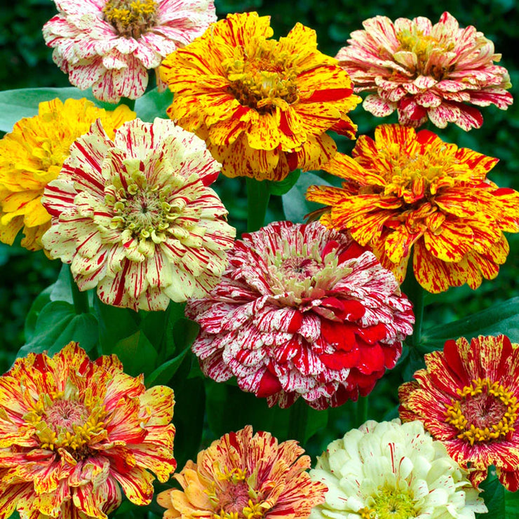 Striped Zinnia Seeds