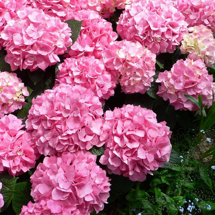 50 pcs/Pack Hydrangea Seed Bonsai Flower Seeds Hydrangea Perennial Garden Home