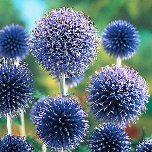 🧿Globe Thistle🧿