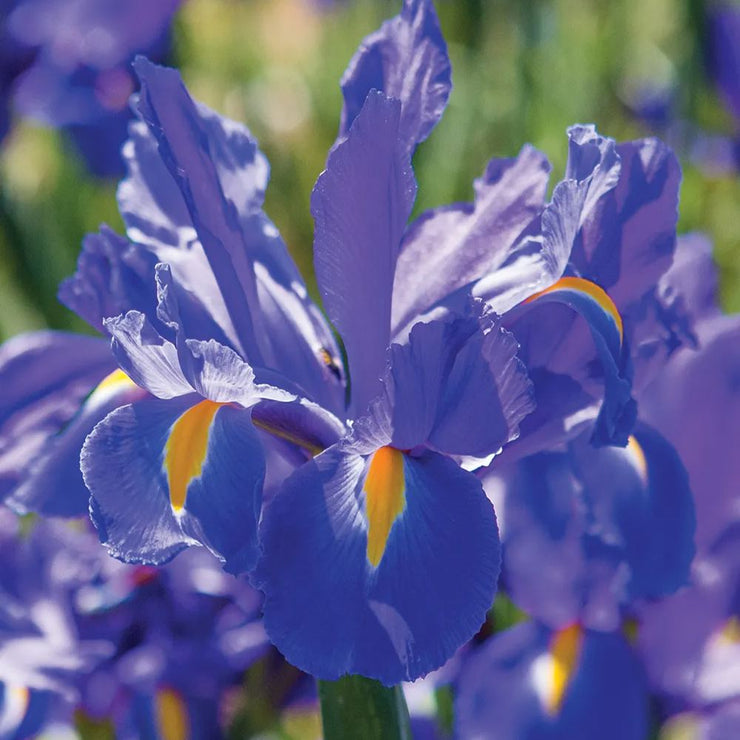 Dutch Iris 'Discovery'