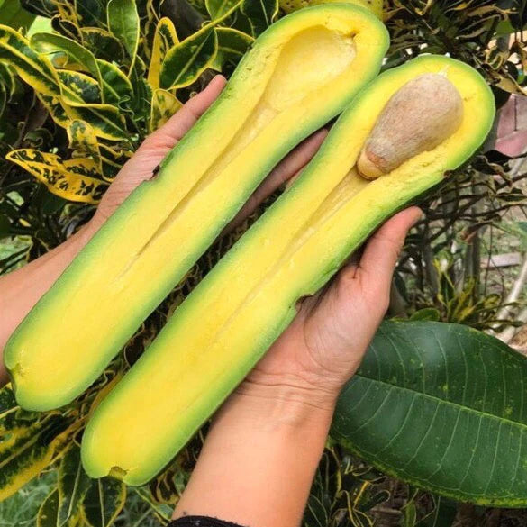 🥑LONG NECK AVOCADO SEEDS