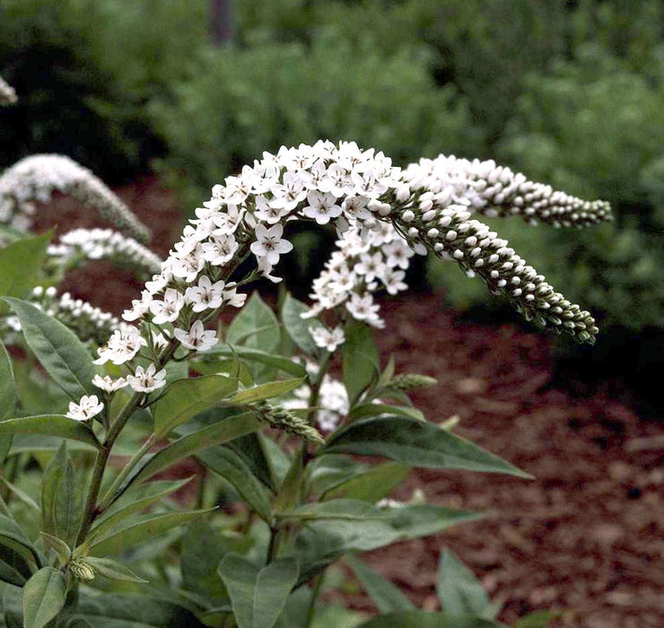 Lysimachia clethroides Gooseneck Loosestrife 5 Stems/Canes Semi-Bare root HEALTHY Perennials. Plant them now to enjoy Next Year's Blooms