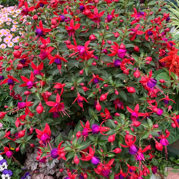 Fuchsia Hybrida Voss Seeds