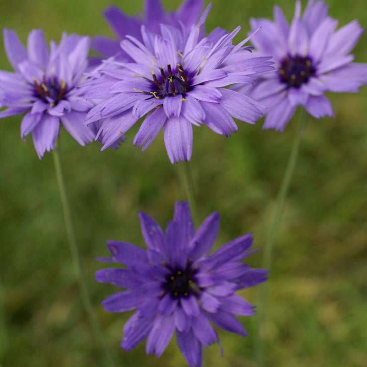 CUPID'S DART (CATANACHE)