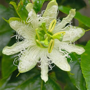 Passion Flower (Passiflora Caerulea) Seeds
