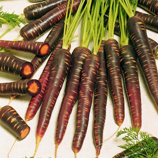 Purple Haze Hybrid Carrot Seed