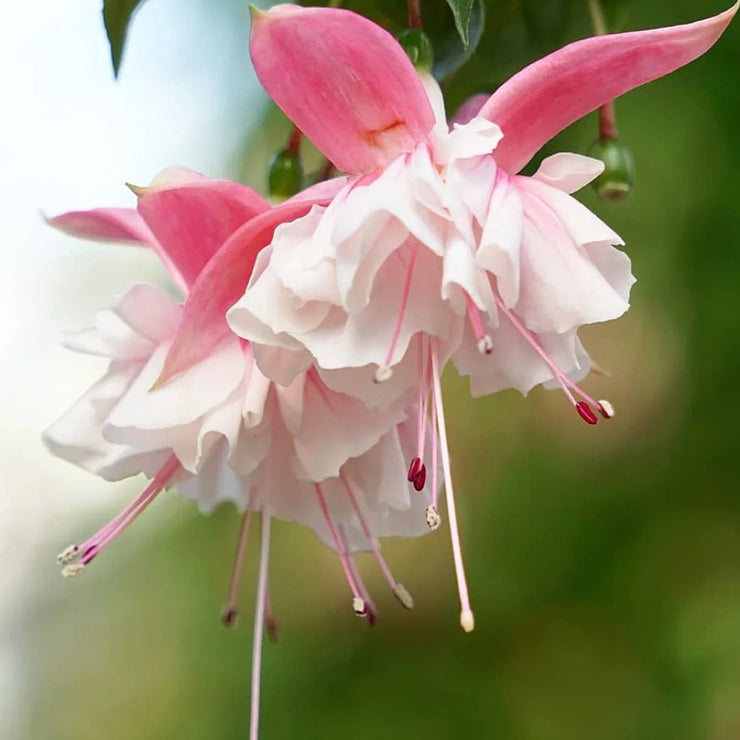 Fuchsia Hybrida Voss Seeds