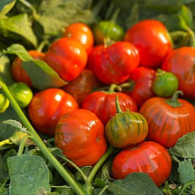 TURKISH ORANGE EGGPLANT SEED