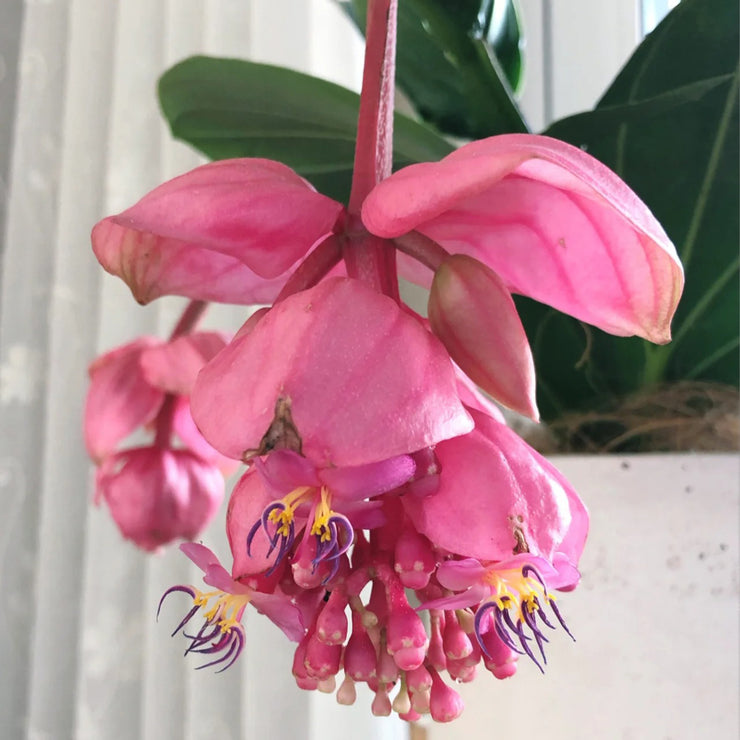 Up to 50%💥Medinilla magnifica seeds