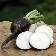 Organic Black Spanish Round Radish Seeds