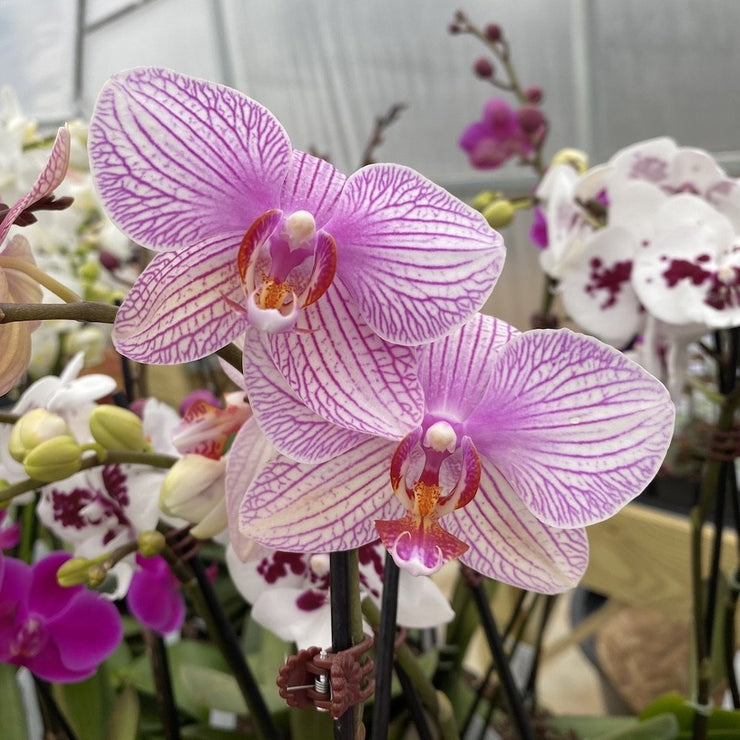 Pink Veined Phalaenopsis Orchid - Moth Orchids