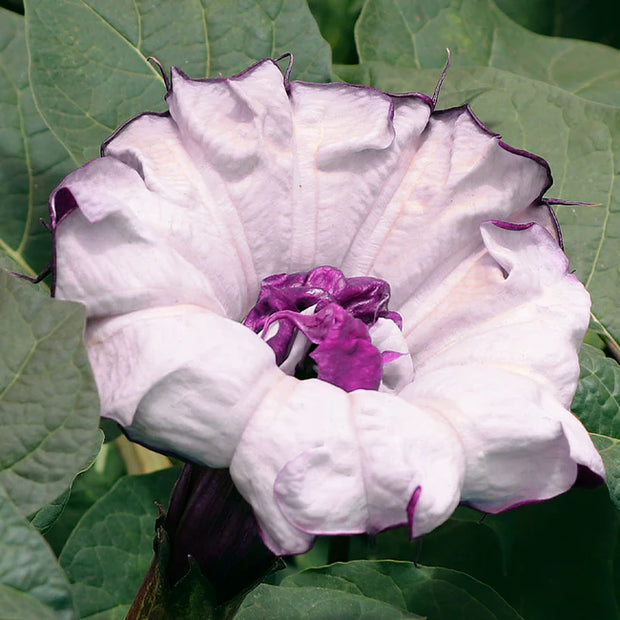 Mandevilla Purple-Devil’s Trumpet Plant