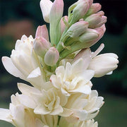 Tuberoses (Polianthes) The Pearl