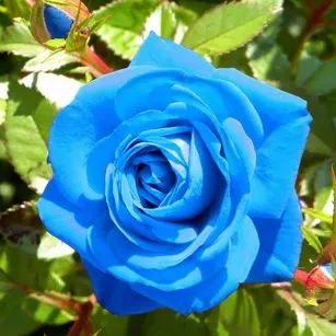 Rose ‘Blue Moon’ Seeds