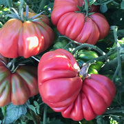 Tomato 'Pink Accordion'