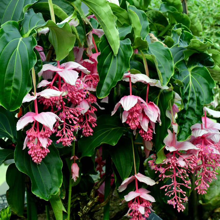 Up to 50%💥Medinilla magnifica seeds