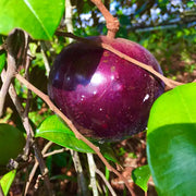 Purple Star (Chrysophyllum cainito) Apple Caimito