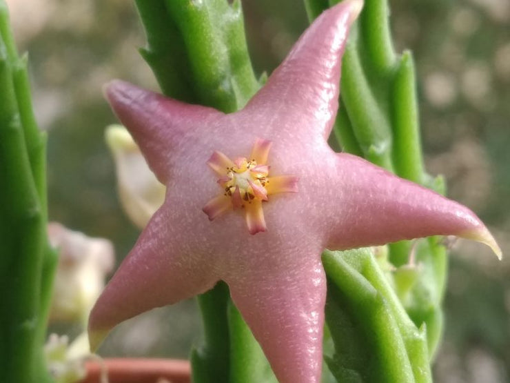 Starfish Flower - Stapelia divaricata - Rare 'Succulent' Seeds - Starfish Cactus, Green-Yellow, Starfish Succulent, Stapelia,Seashell Orchid