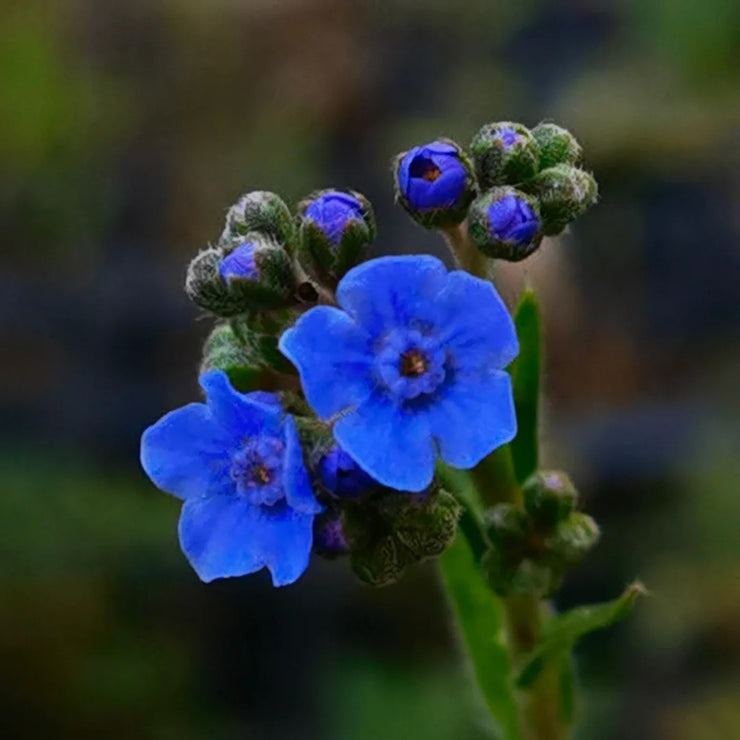 Chinese forget-me-not Seeds