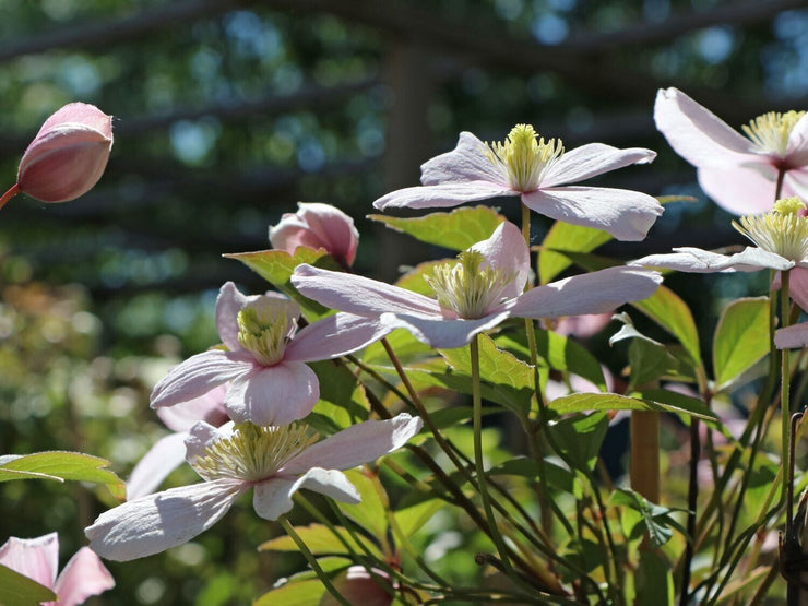 Clematis Flowering Vine - Fragrant Montana Rubens - ColorChanging - Light Pink to Rose