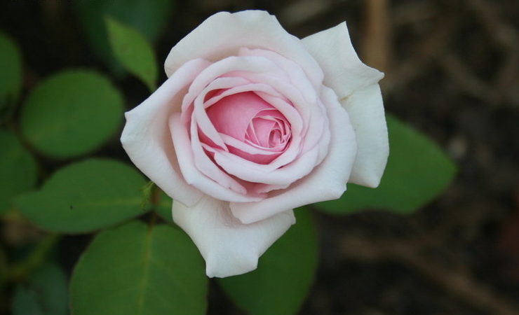 Bourbon Rose 'Souvenir de la Malmaison' (Rosa)