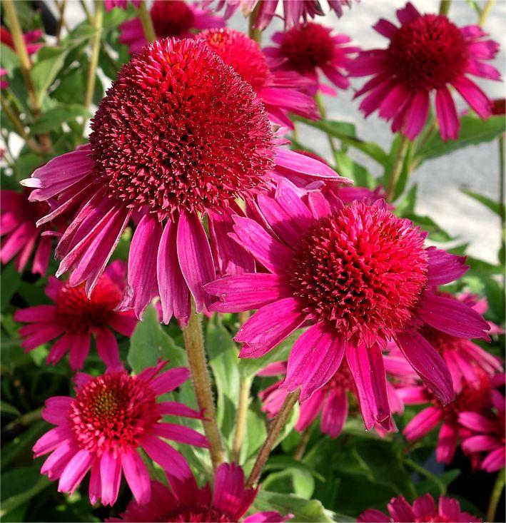 Echinacea 'Delicious Candy' (Coneflower)