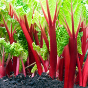 Rhubarb Seeds