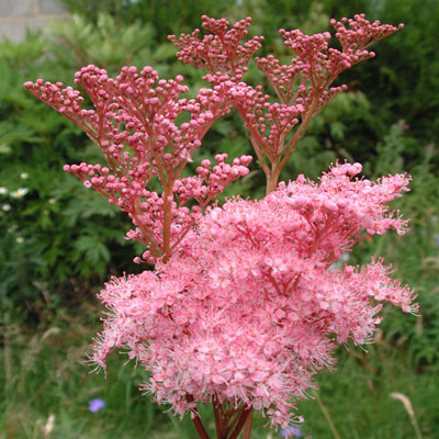 Filipendula rubra 'Venusta'