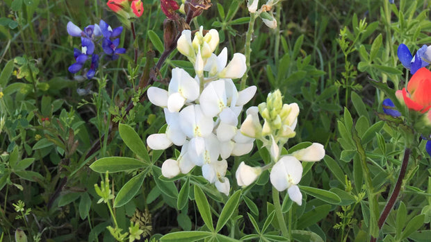 🤍LUPINE SNOW PIXIE, Lupinus White Bluebonnet / Fast Annual Fragrant Flower Seeds