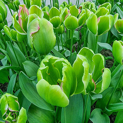 Triumph Tulip Green Power