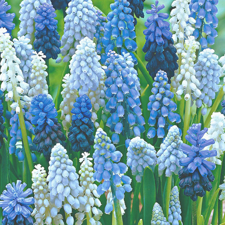 Mixed Muscari Cottage Blend