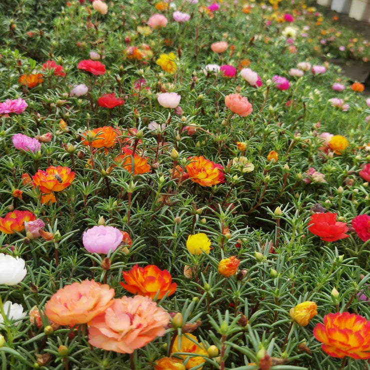 Rose Moss Mix color Seeds