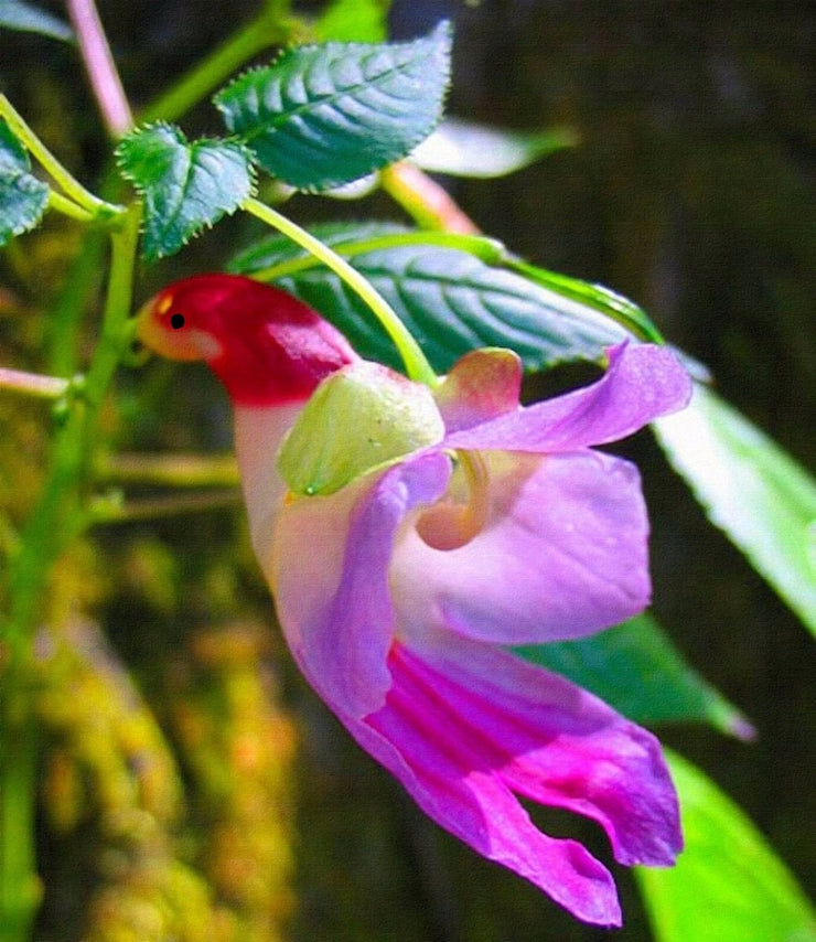 🦜🦜Parrot Orchid Flower Seeds