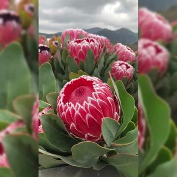 Protea cynaroides Seeds