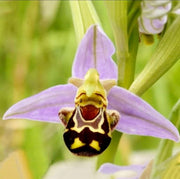 The Rare Ophrys Apifera (🐝Laughing Bumble Bee Orchid) Seeds