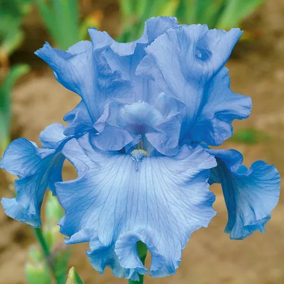 Blue Bearded Iris