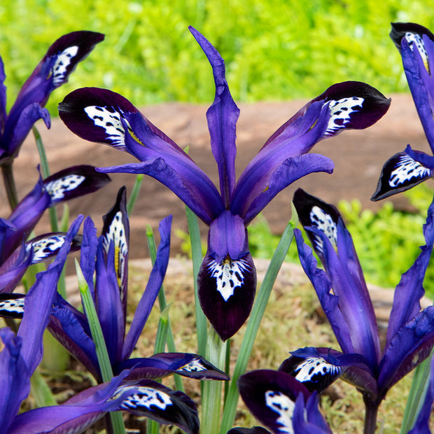 Iris reticulata Blue Note