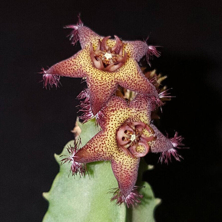 Caralluma hexagona Succulent plants potted Garden flowering plants Seeds